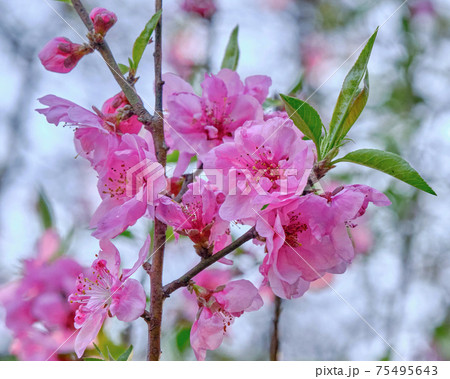 桜の開花前が見ごろ　ひな祭りの花として使われてきたハナモモの桃色が見事です 75495643
