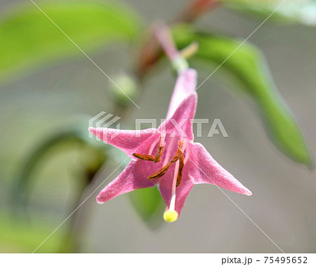 ウグイスが囀り始める頃に咲き始める赤い小さなウグイスカグラの花のクローズアップです 75495652