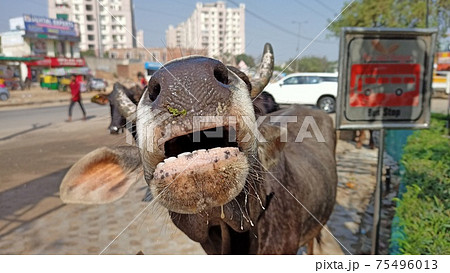 牛のアップ 75496013