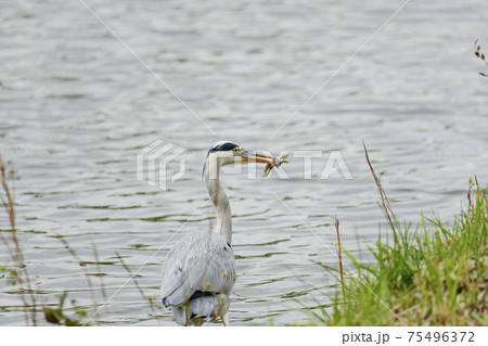 カエルを捕食するアオサギ 75496372