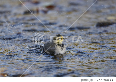 水浴びをするハクセキレイ 75496833