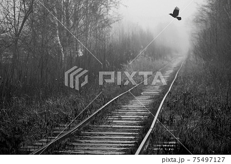 Crow flies over empty abandoned railway Crow flies over empty abandoned railway 75497127