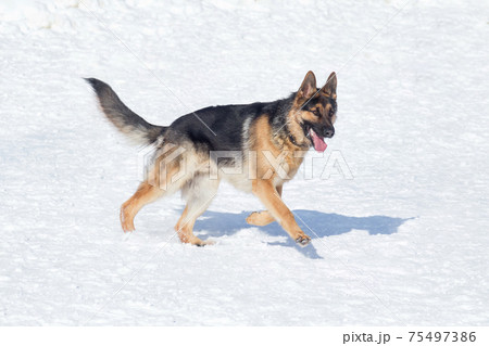 Cute german shepherd dog puppy on white snow. Cute german shepherd dog puppy on white snow. 75497386