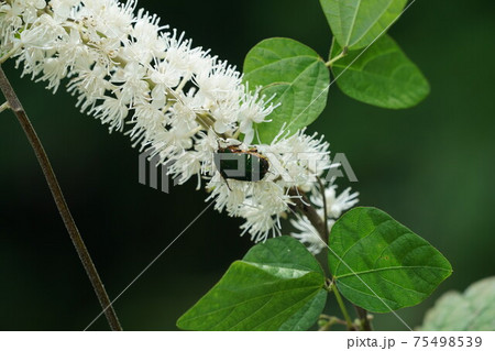 サラシナショウマの蜜を吸うアオハナムグリ サラシナショウマの蜜を吸うアオハナムグリ 75498539
