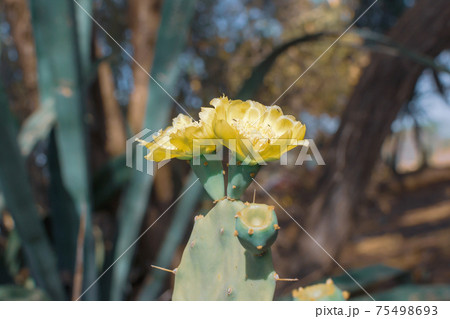 Prickly Pear Cactus with Yellow Flower. Opuntia, ficus-indica, Indian fig opuntia, barbary fig, blooming cactus pear 75498693