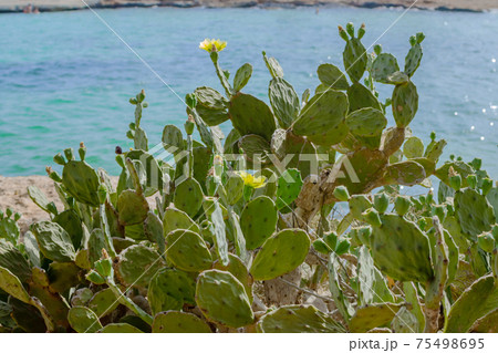 Prickly Pear Cactus with Yellow Flowers near Cyprus Nissi beach, Ayia Napa. Opuntia, ficus-indica, Indian fig opuntia, barbary fig, blooming cactus pear 75498695