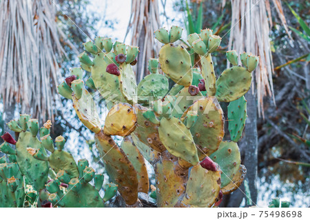 Beautiful Prickly Pear Cactus with burgundy fruits in Ayia Napa coast in Cyprus. Opuntia, ficus-indica, Indian fig opuntia, barbary fig, blooming cactus pear Beautiful Prickly Pear Cactus with burgundy fruits in Ayia Napa coast in Cyprus. Opuntia, ficus-indica, Indian fig opuntia, barbary fig, blooming cactus pear 75498698