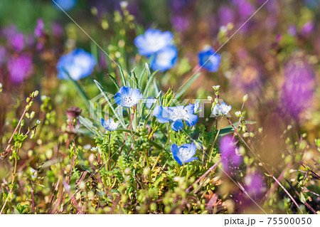 春の野の花　ネモフィラ　ホトケノザ 75500050