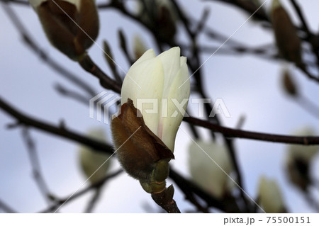 ハクモクレンの蕾の写真素材