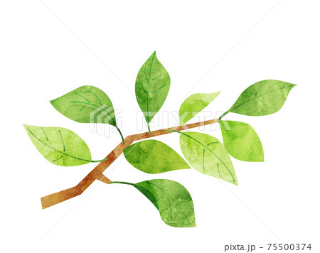 葉38　新緑　緑　枝　水彩風 75500374