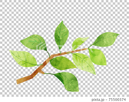 葉38　新緑　緑　枝　水彩風 75500374