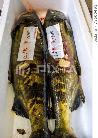 日本のグルメ　村上の塩引き鮭　三面川でとれたばかりの鮭 75500491