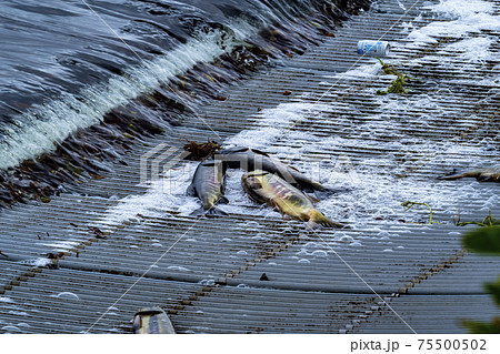 日本のグルメ　三面川のウライにかかった鮭 75500502
