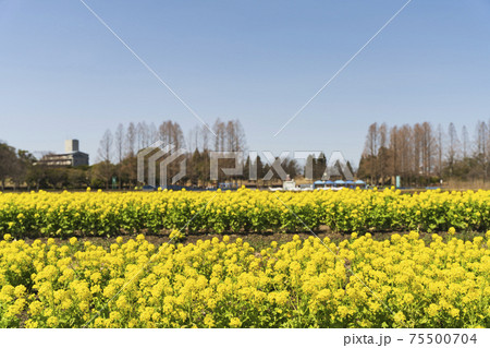 春日和の庄内緑地公園　菜の花と青空　2021 75500704