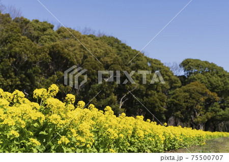 春日和の庄内緑地公園　菜の花と青空　2021 75500707