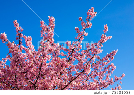 東京都 旧中川の河津桜 東京都 旧中川の河津桜 75501053