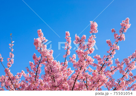 東京都 旧中川の河津桜 東京都 旧中川の河津桜 75501054