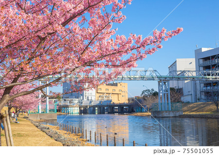 東京都 旧中川の河津桜 東京都 旧中川の河津桜 75501055