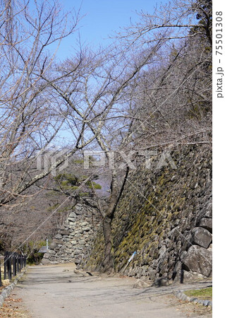 戦国時代に武田信玄の命により山本勘助らによって縄張りがされた、穴城(あなじろ)冬の小諸城址・懐古園 戦国時代に武田信玄の命により山本勘助らによって縄張りがされた、穴城(あなじろ)冬の小諸城址・懐古園 75501308