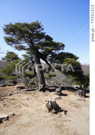 戦国時代に武田信玄の命により山本勘助らによって縄張りがされた、穴城(あなじろ)冬の小諸城址・懐古園 戦国時代に武田信玄の命により山本勘助らによって縄張りがされた、穴城(あなじろ)冬の小諸城址・懐古園 75501313