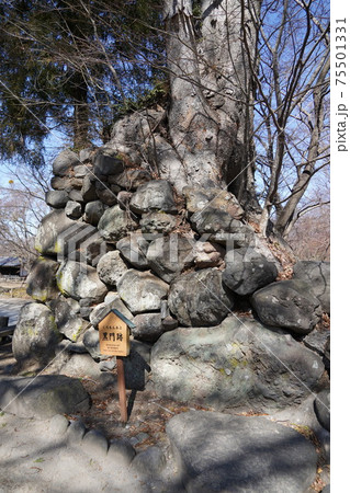 戦国時代に武田信玄の命により山本勘助らによって縄張りがされた、穴城(あなじろ)冬の小諸城址・懐古園 戦国時代に武田信玄の命により山本勘助らによって縄張りがされた、穴城(あなじろ)冬の小諸城址・懐古園 75501331