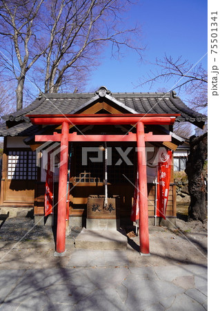 戦国時代に武田信玄の命により山本勘助らによって縄張りがされた、穴城(あなじろ)冬の小諸城址・懐古園 戦国時代に武田信玄の命により山本勘助らによって縄張りがされた、穴城(あなじろ)冬の小諸城址・懐古園 75501341