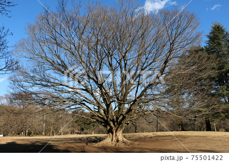 都立野川公園のえのきの巨木 75501422