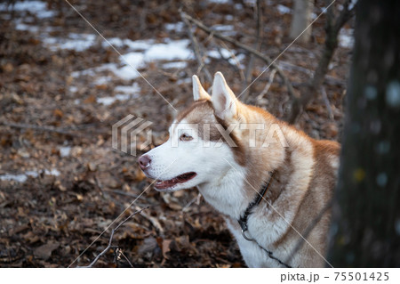 Pet animal friend sled dog husky breed redhead walks outdoors in the forest in autumn Pet animal friend sled dog husky breed redhead walks outdoors in the forest in autumn 75501425
