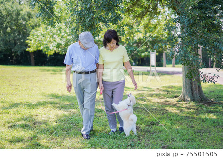 夫婦で犬の散歩をする元気なシニア 75501505