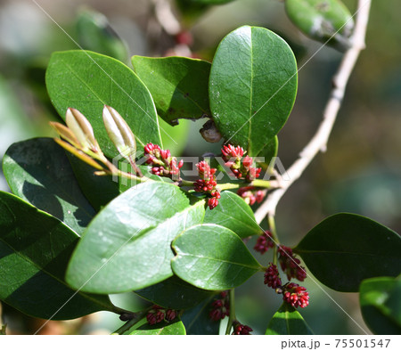 イスノキ（蚊母樹）の花 75501547