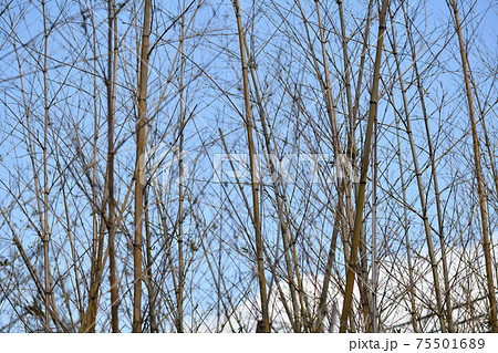 一斉に開花した後、枯れた竹林（真竹） 75501689