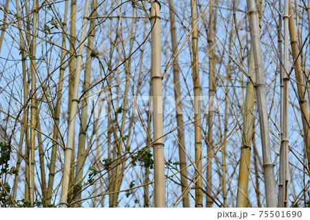 一斉に開花した後、枯れた竹林（真竹） 75501690