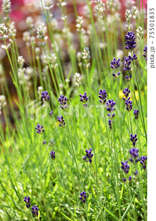 紫と白のラベンダーの写真素材