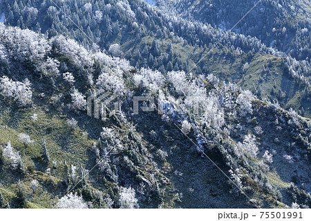 凍てつく木々（霧氷　志賀高原　長野県 山ノ内町） 75501991