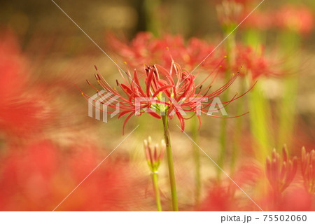 ヒガンバナ 彼岸花 曼殊沙華 の花が妖艶で美しいの写真素材