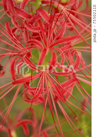 ヒガンバナ(彼岸花,曼殊沙華)の花が妖艶で美しい ヒガンバナ(彼岸花,曼殊沙華)の花が妖艶で美しい 75502110