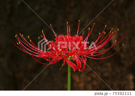 ヒガンバナ(彼岸花,曼殊沙華)の花が妖艶で美しい ヒガンバナ(彼岸花,曼殊沙華)の花が妖艶で美しい 75502111