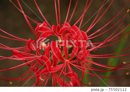 ヒガンバナ 彼岸花 曼殊沙華 の花が妖艶で美しいの写真素材