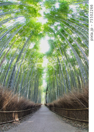 竹林の小径がある京都 嵐山の風景の写真素材