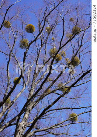 穴城(あなじろ)冬の小諸城址・懐古園内の宿り木 穴城(あなじろ)冬の小諸城址・懐古園内の宿り木 75502324