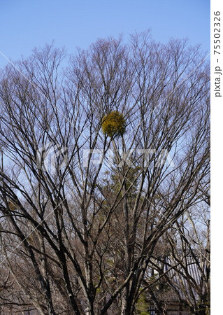 戦国時代に武田信玄の命により山本勘助らによって縄張りがされた、穴城(あなじろ)冬の小諸城址・懐古園 戦国時代に武田信玄の命により山本勘助らによって縄張りがされた、穴城(あなじろ)冬の小諸城址・懐古園 75502326