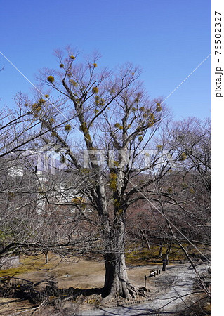 穴城(あなじろ)冬の小諸城址・懐古園内の宿り木 穴城(あなじろ)冬の小諸城址・懐古園内の宿り木 75502327