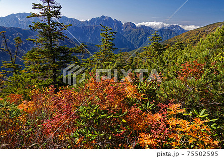 北アルプス・爺ヶ岳稜線の紅葉と剣岳・立山連峰 北アルプス・爺ヶ岳稜線の紅葉と剣岳・立山連峰 75502595