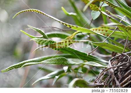 ノキシノブ(軒忍) ノキシノブ(軒忍) 75502829