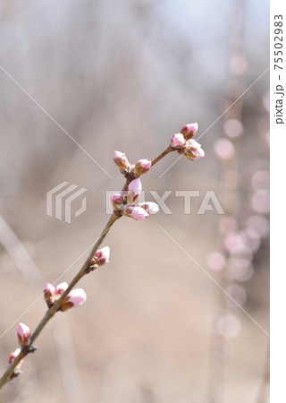 魯桃桜の一枝の蕾 75502983