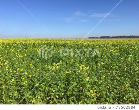 イングランドの花畑 75502984