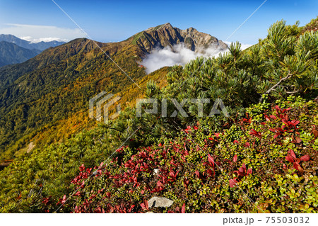 紅葉の爺ヶ岳稜線から見る鹿島槍ヶ岳 75503032