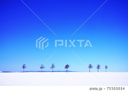 雪解け待つメルヘンの丘 北海道 雪解け待つメルヘンの丘 北海道 75503034