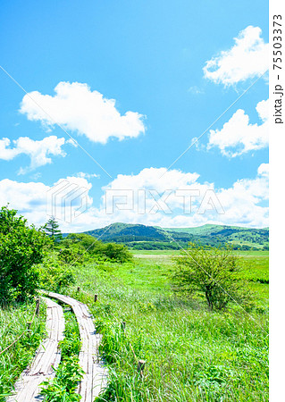 夏の八島ヶ原湿原（八島湿原） 75503373