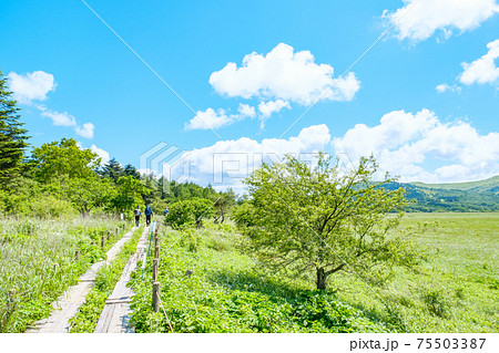 夏の八島ヶ原湿原（八島湿原） 75503387